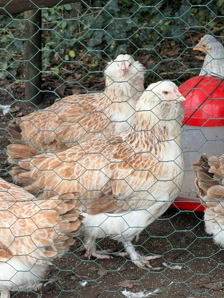 BROEDEIEREN DUITSE FAVEROLLES Groot) zalmkleurig(eind maart, Kip
