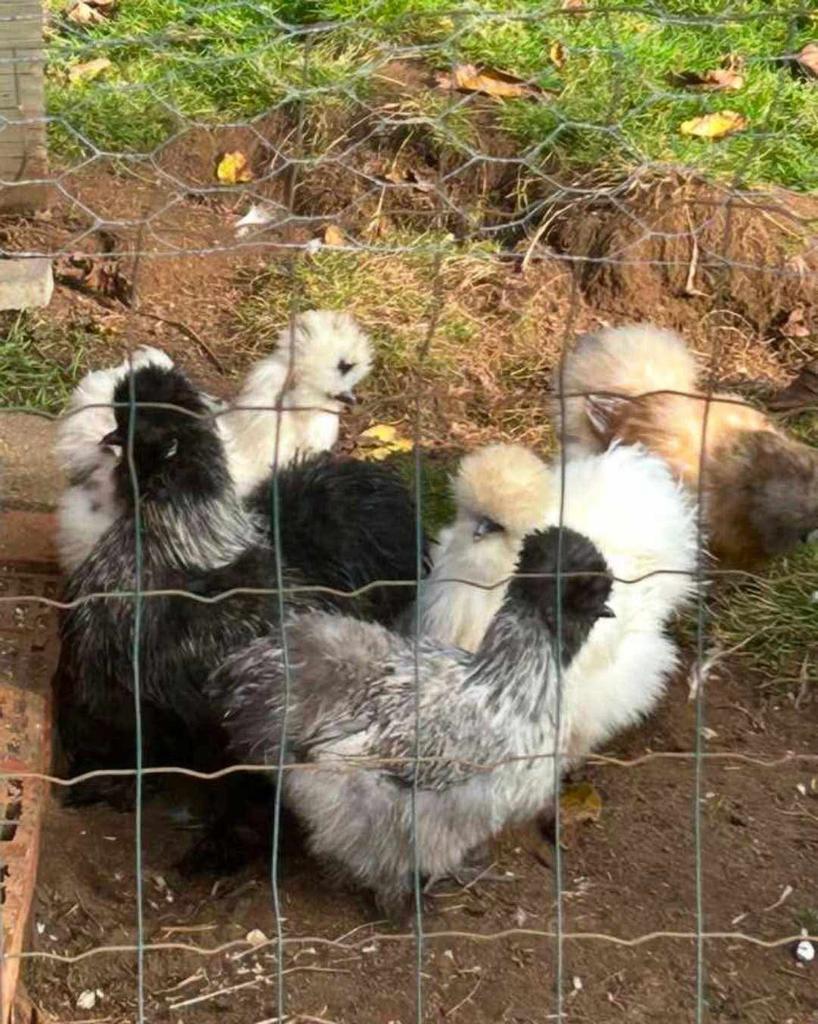 Broedeieren zijdehoenders, Plusieurs animaux, Poule ou poulet