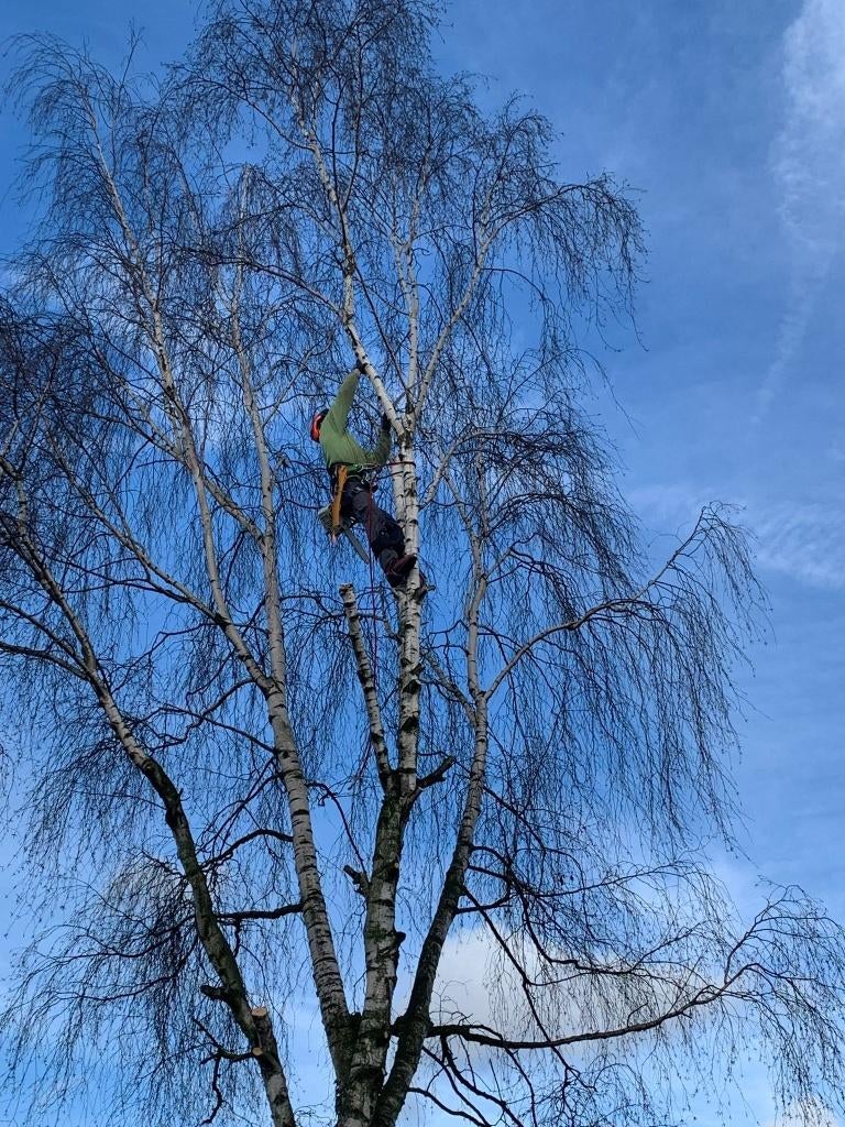 Vellen van bomen, Enlèvement