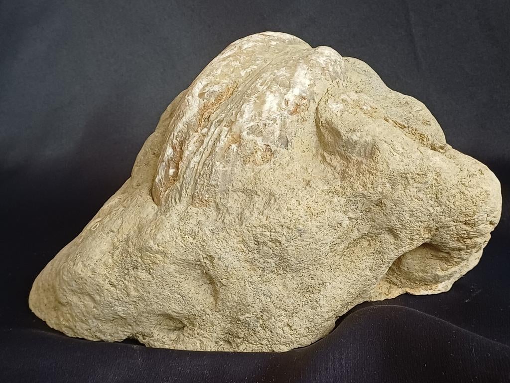 Grote schelp in natuurlijke matrix - decoratief item, Ophalen of Verzenden, Fossiel