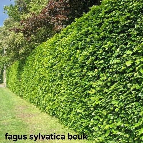‼️fagus sylvatica beuk aan promoprijzen ‼️, Enlèvement, Taxus