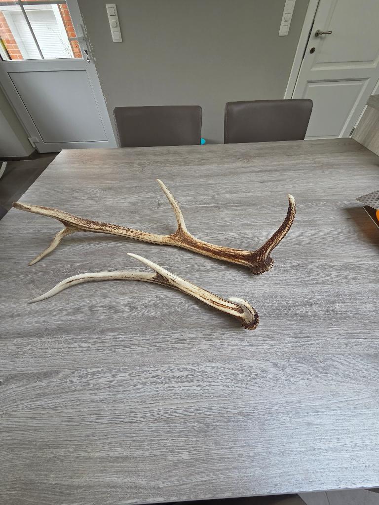 Gewei van hert, Januari