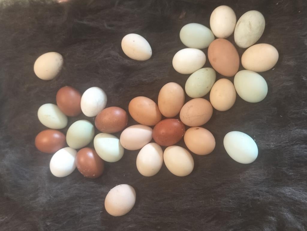 Broedeieren, Dieren en Toebehoren