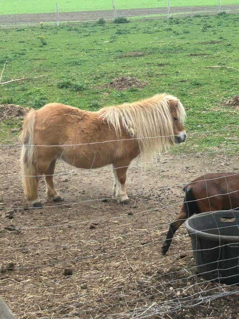 Te koop , mini schetland pony’s met stamboek, Dieren en Toebehoren, Merrie, Met stamboom, A pony (tot 1.17m), 7 tot 10 jaar