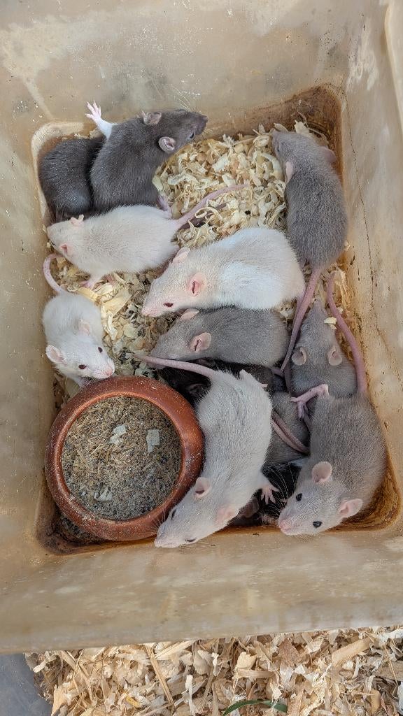 Jeunes rats Dumbo et ordinaires, Animaux & Accessoires, Rat, Mars, Domestique, Plusieurs animaux