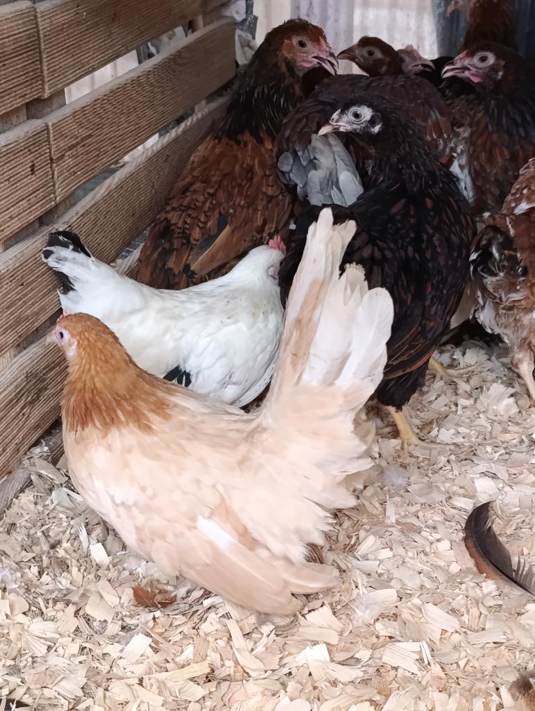 chabo et d'autres poules d'ornement 4+1 GRATUIT, Animaux & Accessoires, Volatiles, Poule ou poulet, Femelle