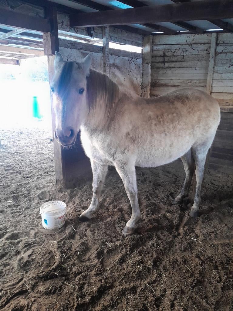 Paard merrie, Dieren en Toebehoren, Paarden, Merrie