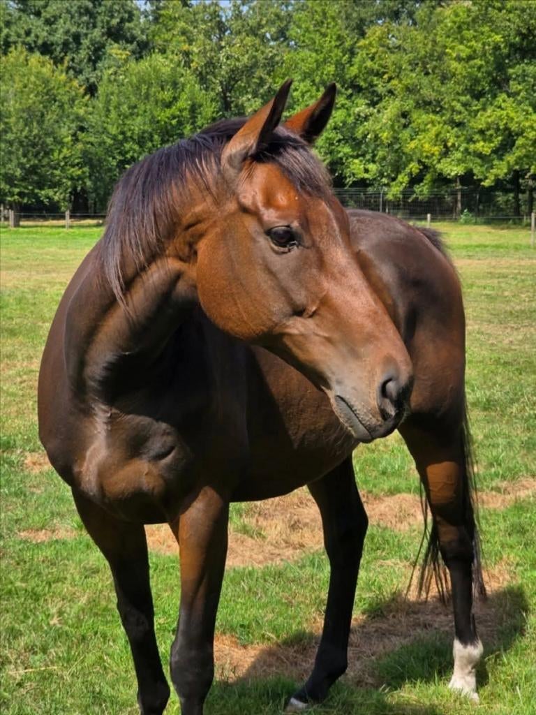 12 jarige ruin, Merrie