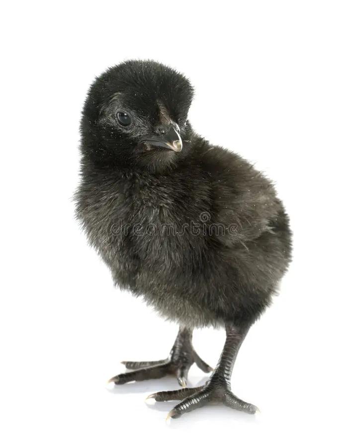 Verschillende soorten kuikens te koop🐣., Dieren en Toebehoren, Kalkoen