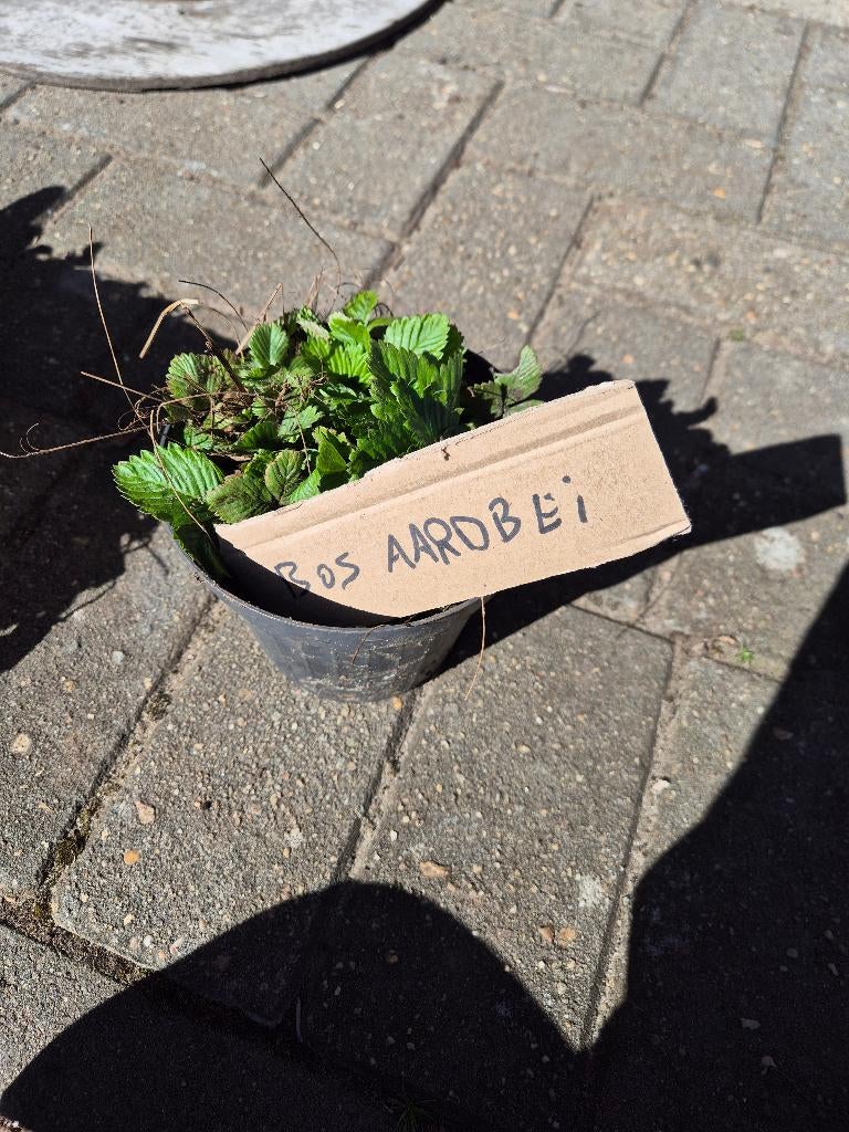 Aarbei plant, Tuin en Terras, Planten | Tuinplanten, Ophalen of Verzenden, Kruiden