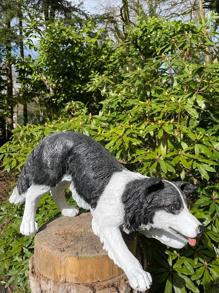 Statue Border Collie (jardin), chien, jardin, chenil 60 cm, Enlèvement, Neuf, Synthétique, Animal