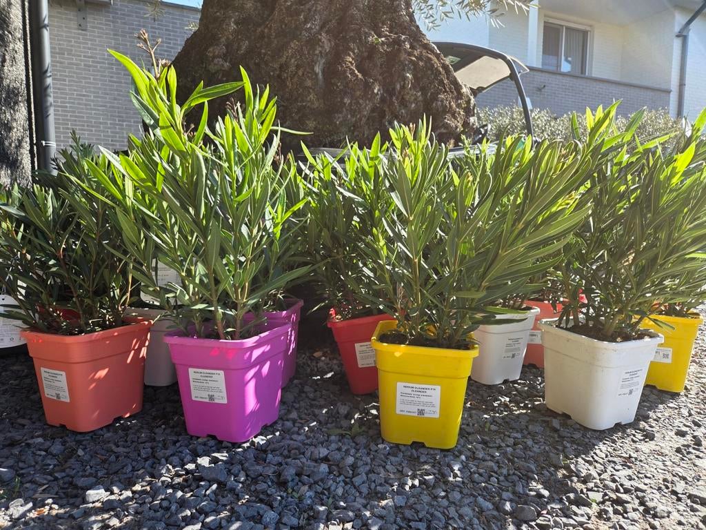 Nerium Oleander, Ophalen