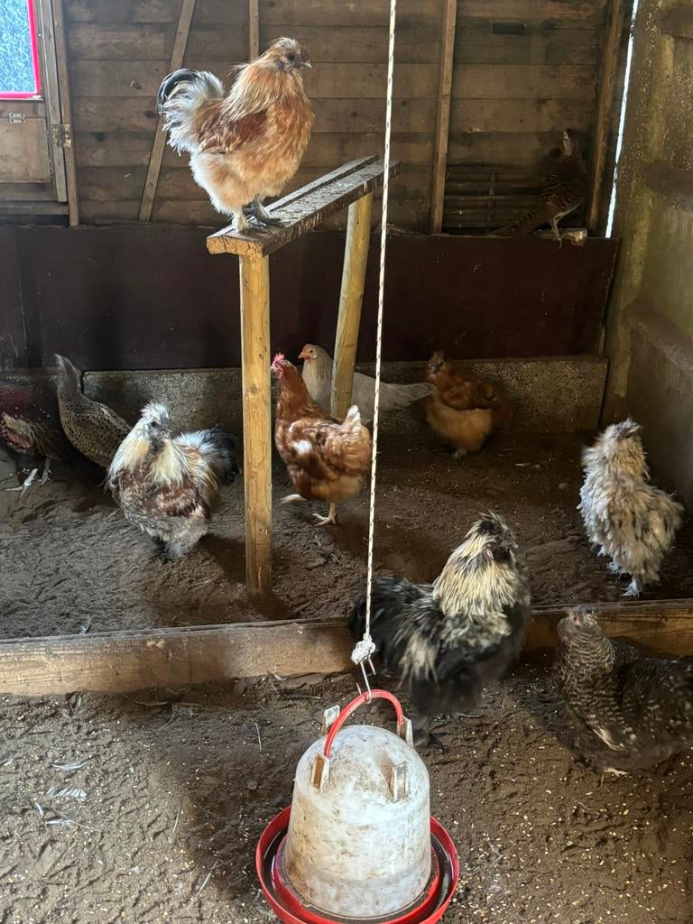 Kippen te koop, Plusieurs animaux, Poule ou poulet