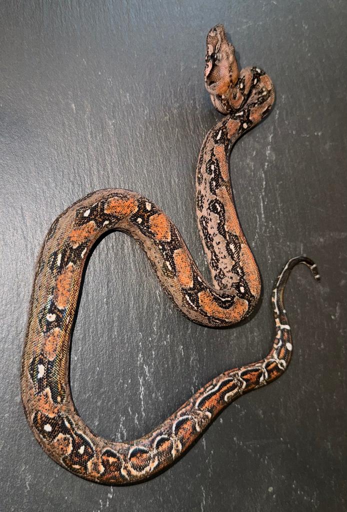 Boa hypo leopard, Animaux & Accessoires, Serpent, Avec terrarium, 0 à 2 ans