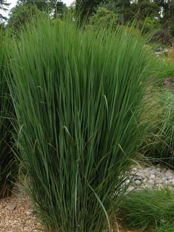 Panicum Thundercloud, Ophalen