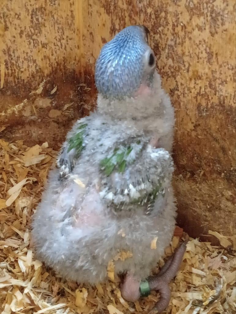 Lori jong, Dieren en Toebehoren, Geslacht onbekend, Parkiet, Geringd