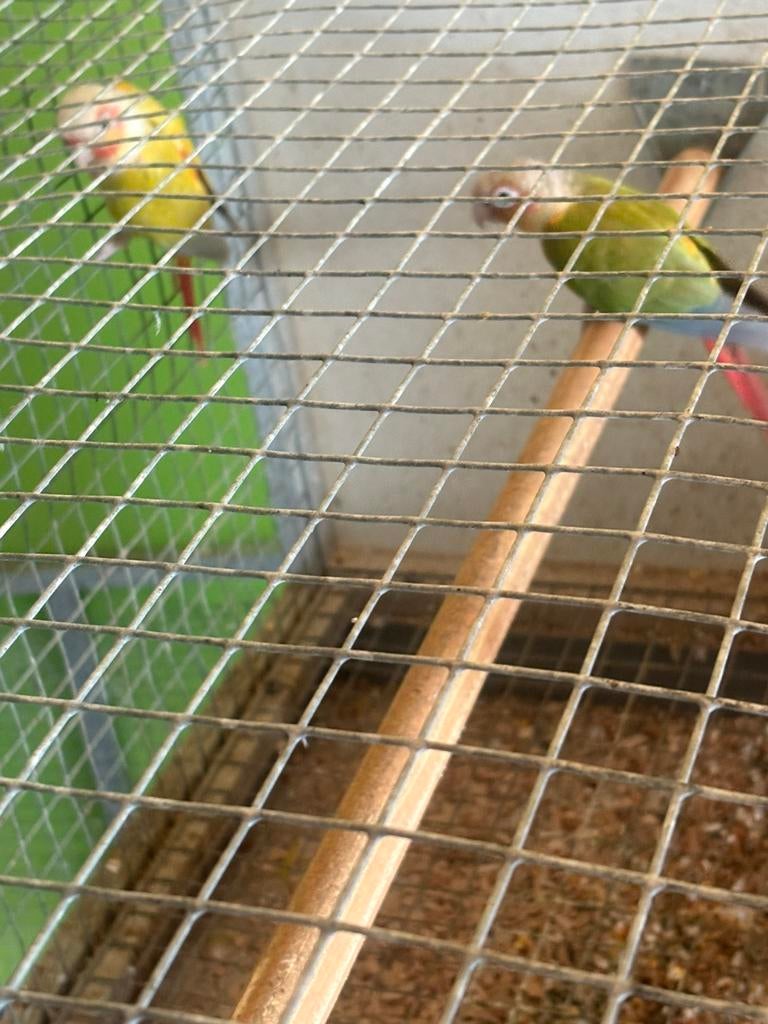 Couple de pyrrhura, Animaux & Accessoires