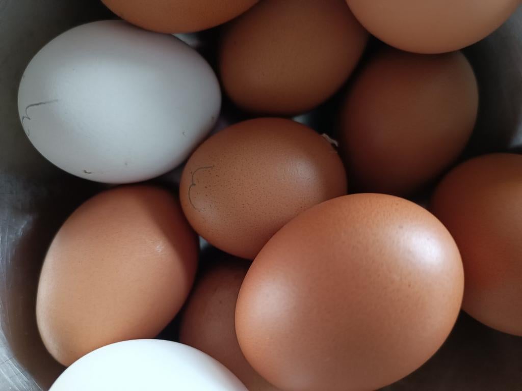 Verse uitloop eieren, Dieren en Toebehoren