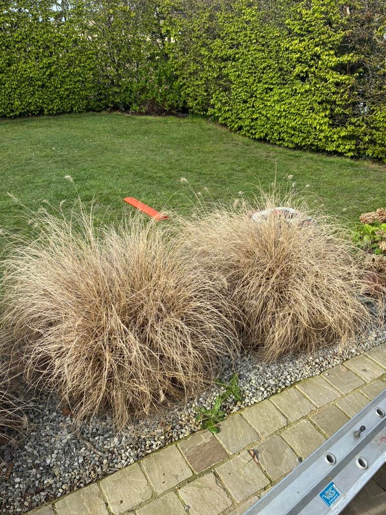 Siergrassen en 2 vaste planten, Tuin en Terras, Ophalen, Siergrassen