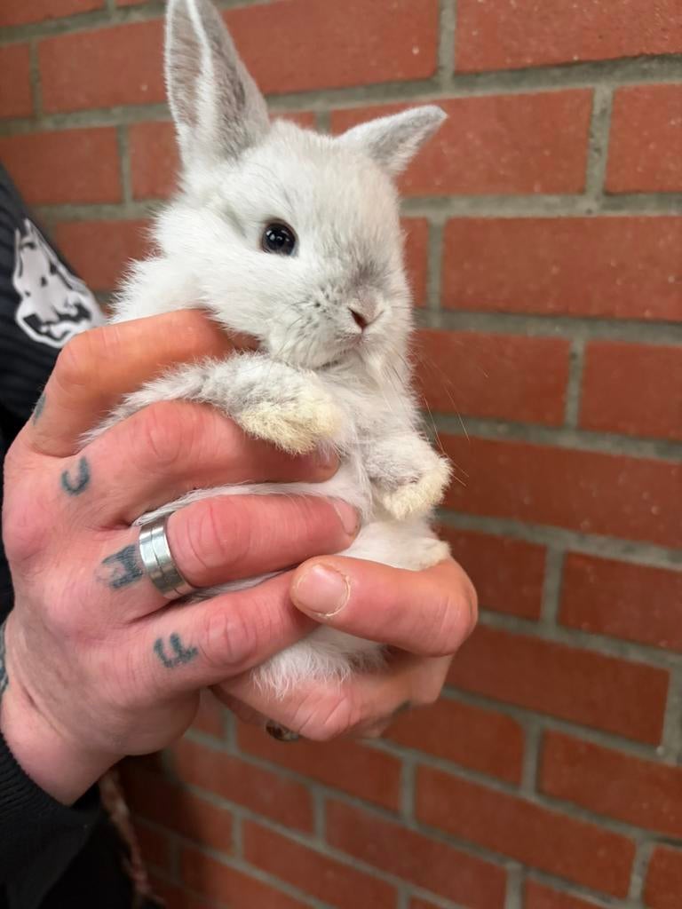 Dwergkonijntjes te koop, Dieren en Toebehoren, Konijnen, Meerdere dieren, Dwerg, 0 tot 2 jaar