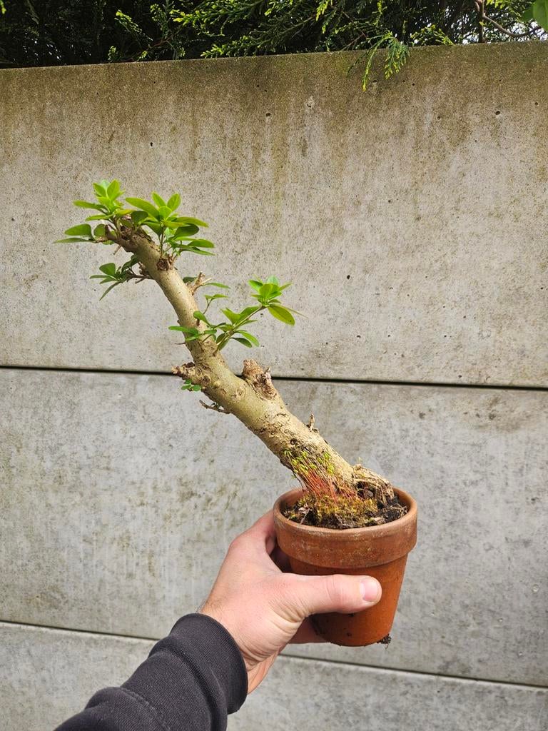 Ligustrum voor binsai, Jardin & Terrasse, Autres espèces, Printemps, Enlèvement, Plante fixe