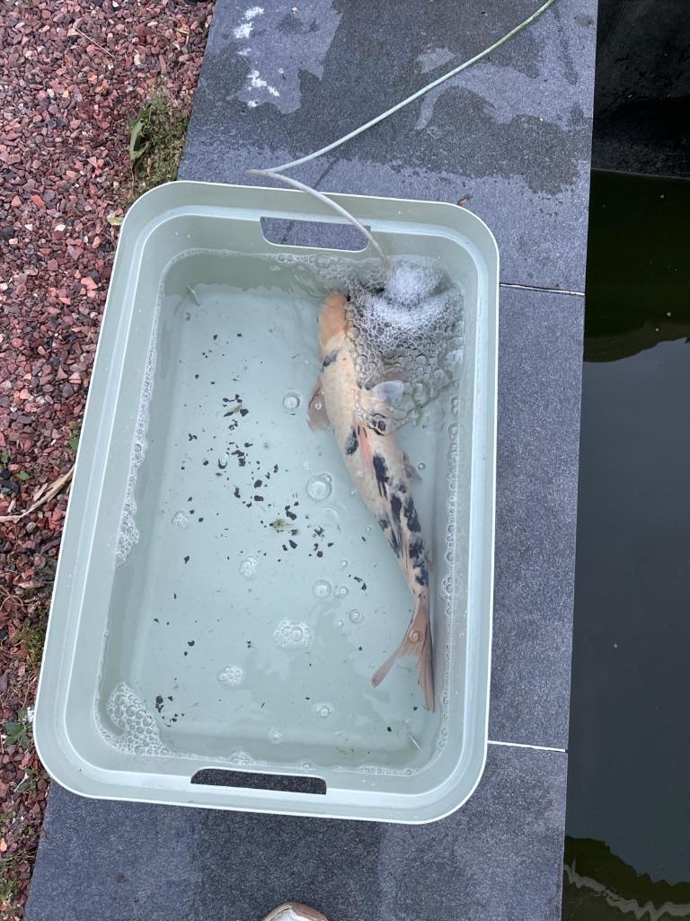 3 Koi Karpers, Karper of Koi