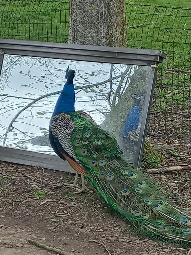 Blauwe pauw hanen, Dieren en Toebehoren, Mannelijk