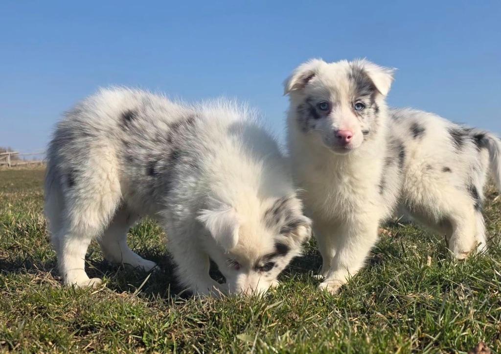 Border collie pups, Dieren en Toebehoren, Honden | Herdershonden en Veedrijvers, Meerdere dieren, Collie, Fokker | Professioneel