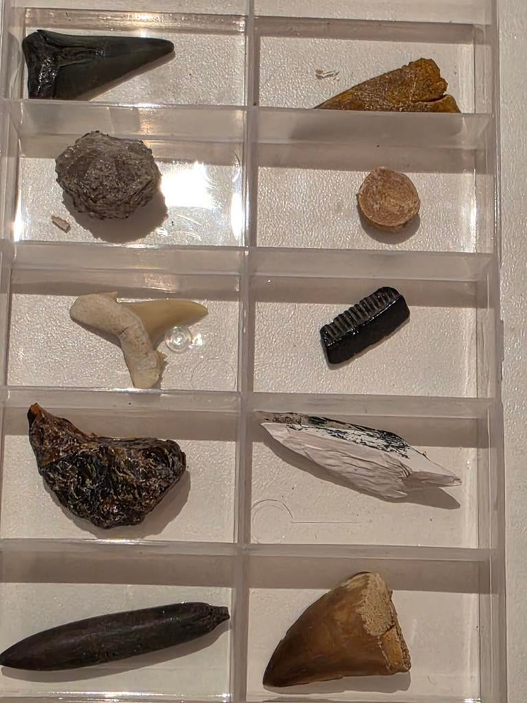 Lot de 10 magnifiques fossiles dans une boîte.
2, Enlèvement ou Envoi, Fossile