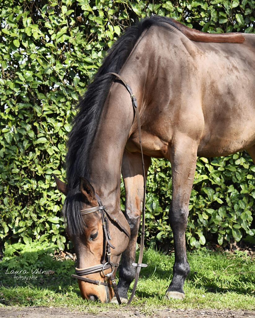 Paard Geweldige ruin, Dieren en Toebehoren, Paarden, Ruin, Zadelmak, 7 tot 10 jaar, 160 tot 165 cm