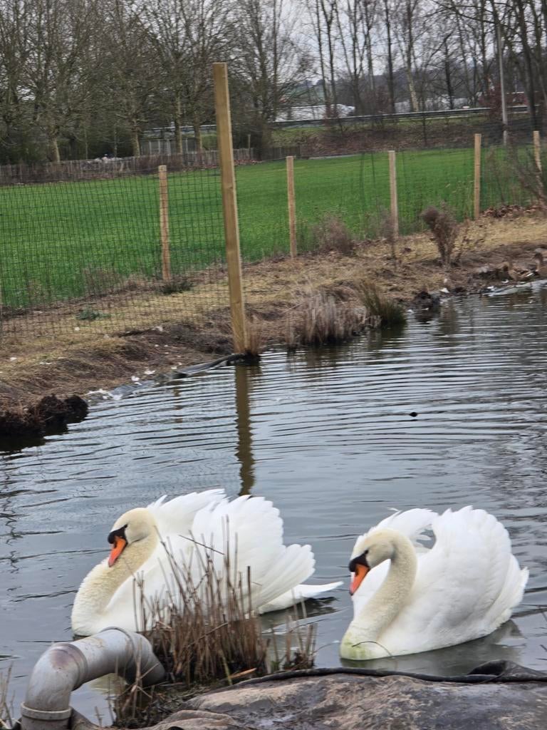 3 koppels tamme witte zwanen, Dieren en Toebehoren