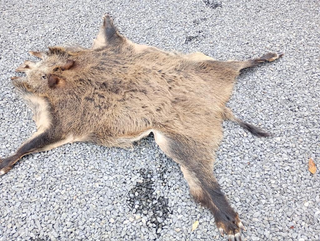 Peau de sanglier, Antiquités & Art, Enlèvement