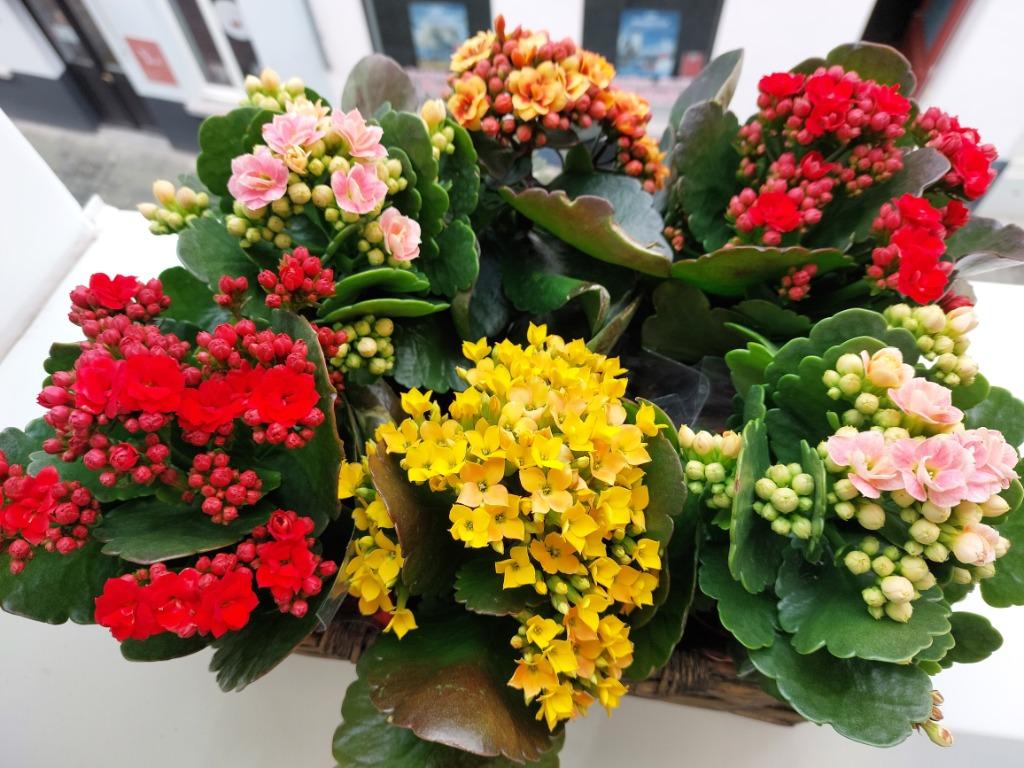 Geef lessen frans spaans,nederlands, Privéles, Bijles