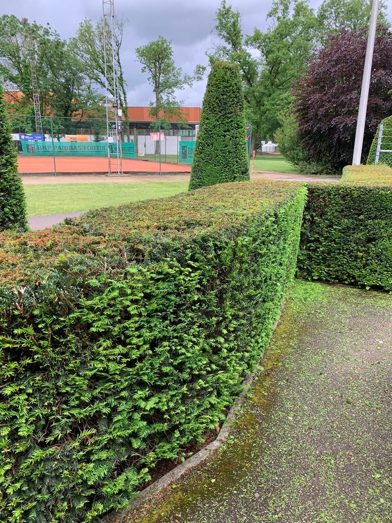 Tuinman, Diensten en Vakmensen