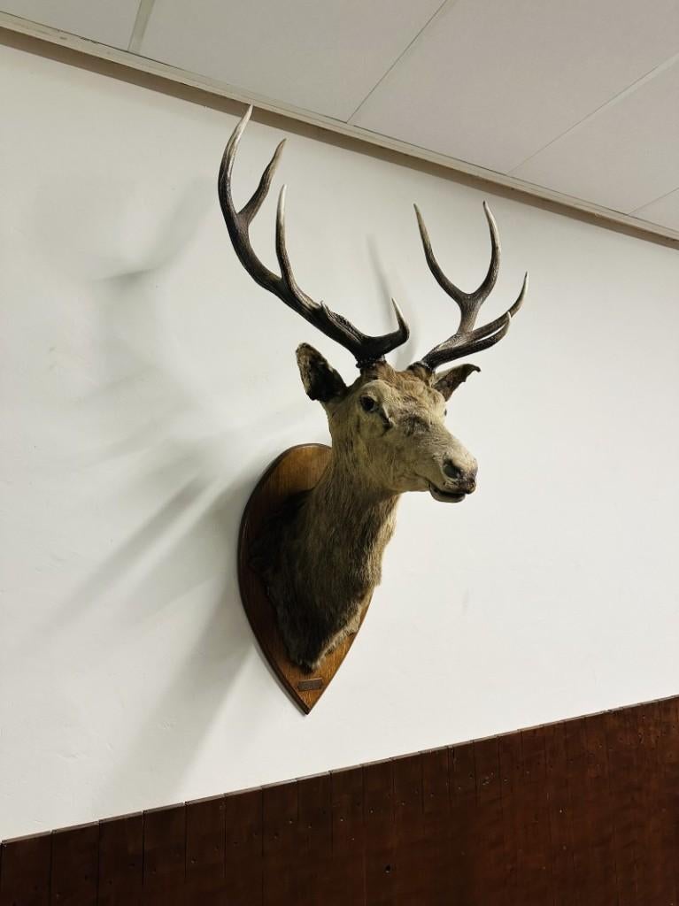 Antiek opgezette Edelhert hert, Enlèvement ou Envoi