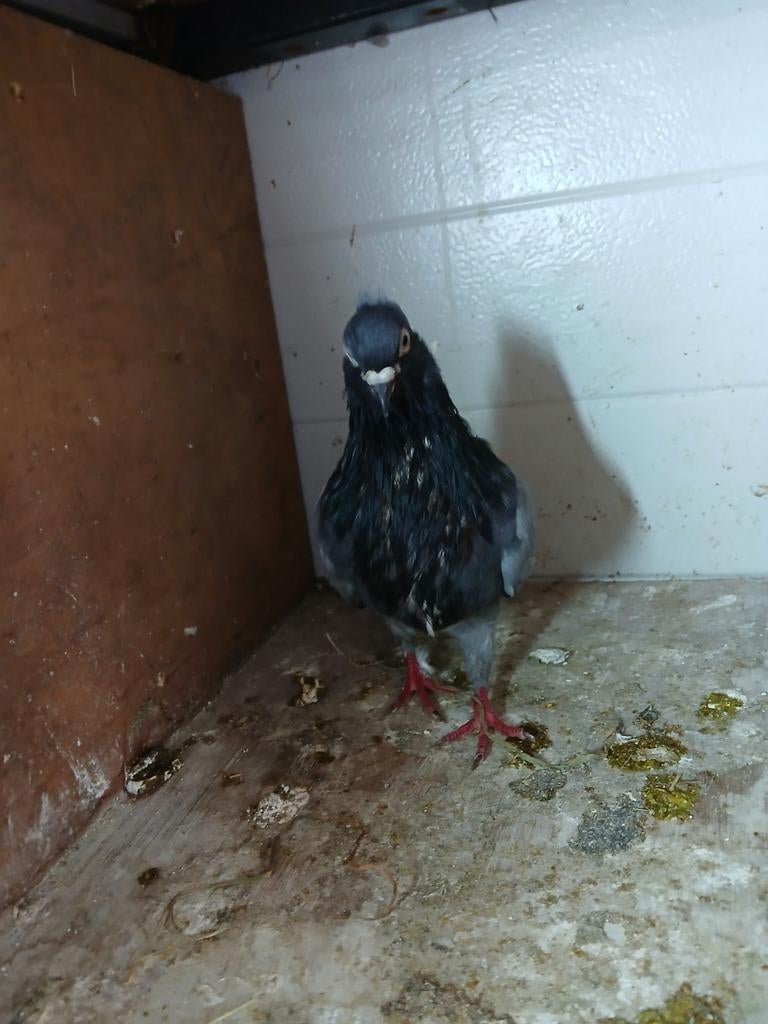 Sierduif, Dieren en Toebehoren, Mannelijk