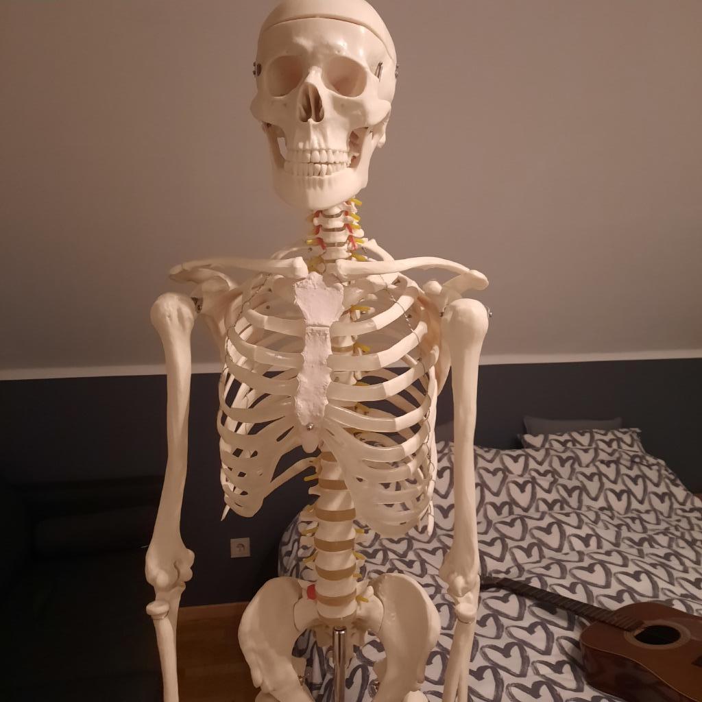 Levensgroot didactisch geraamte, Ophalen