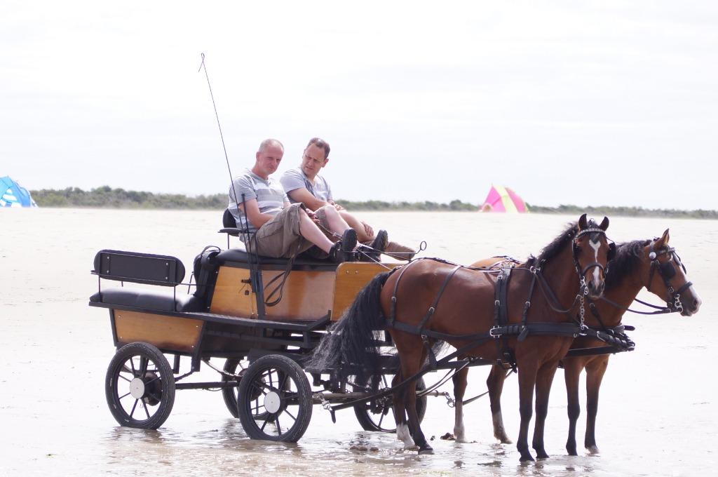 tweespan koets, Utilisé, Autres types, Cheval ou Poney