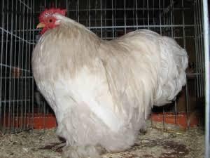 Haan bobtail cochin 2025, Mannelijk, Kip