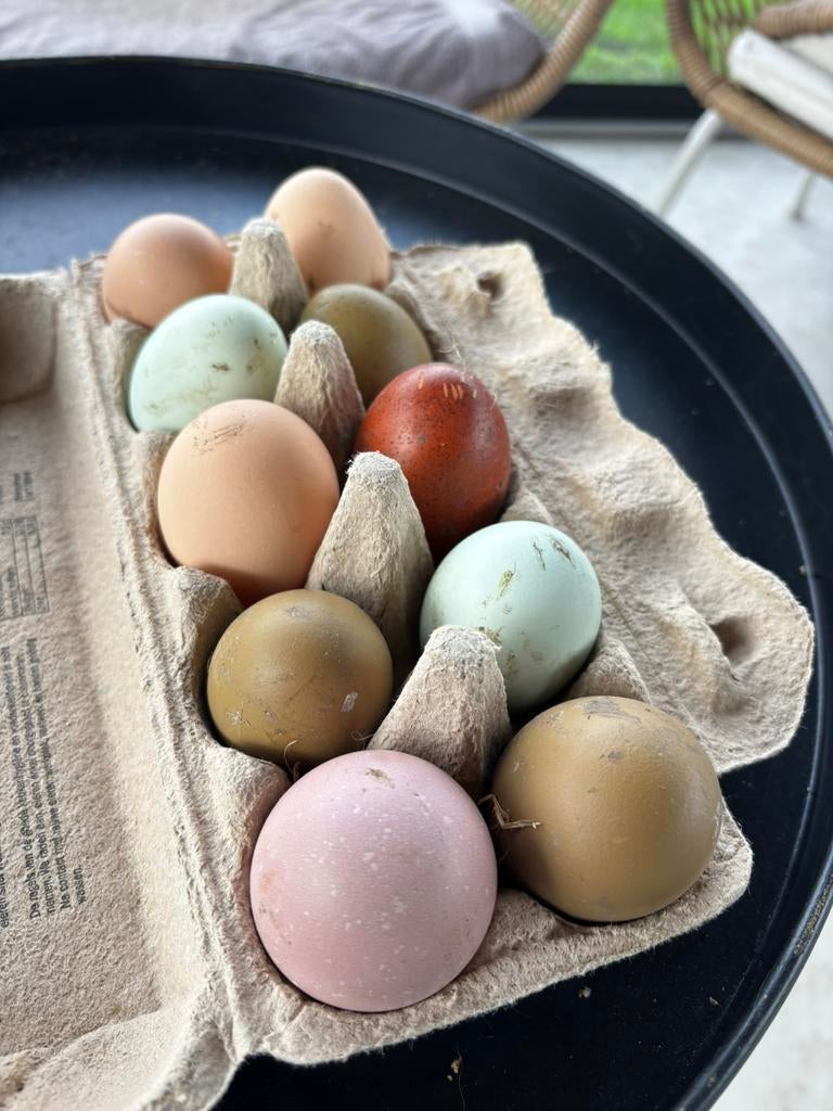 Broedeieren groenleggers, Enlèvement, Autres types