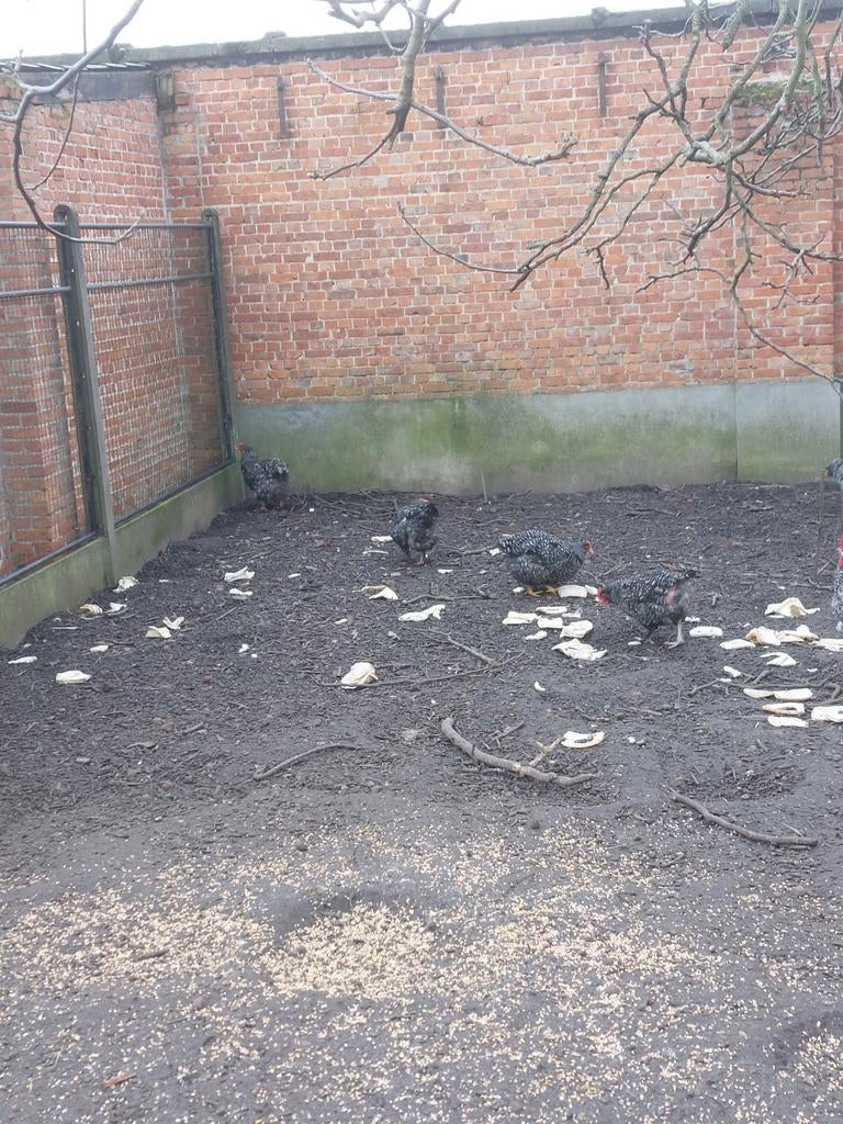 Trio Mechelse Koekoek, Plusieurs animaux, Poule ou poulet