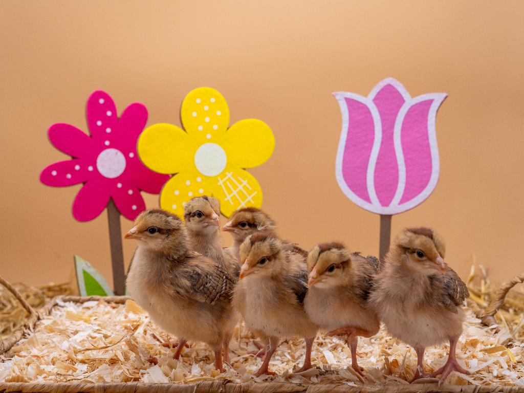 Jonge tamme Welsumer gesekst en ingeënt, Dieren en Toebehoren, Vrouwelijk, Kip