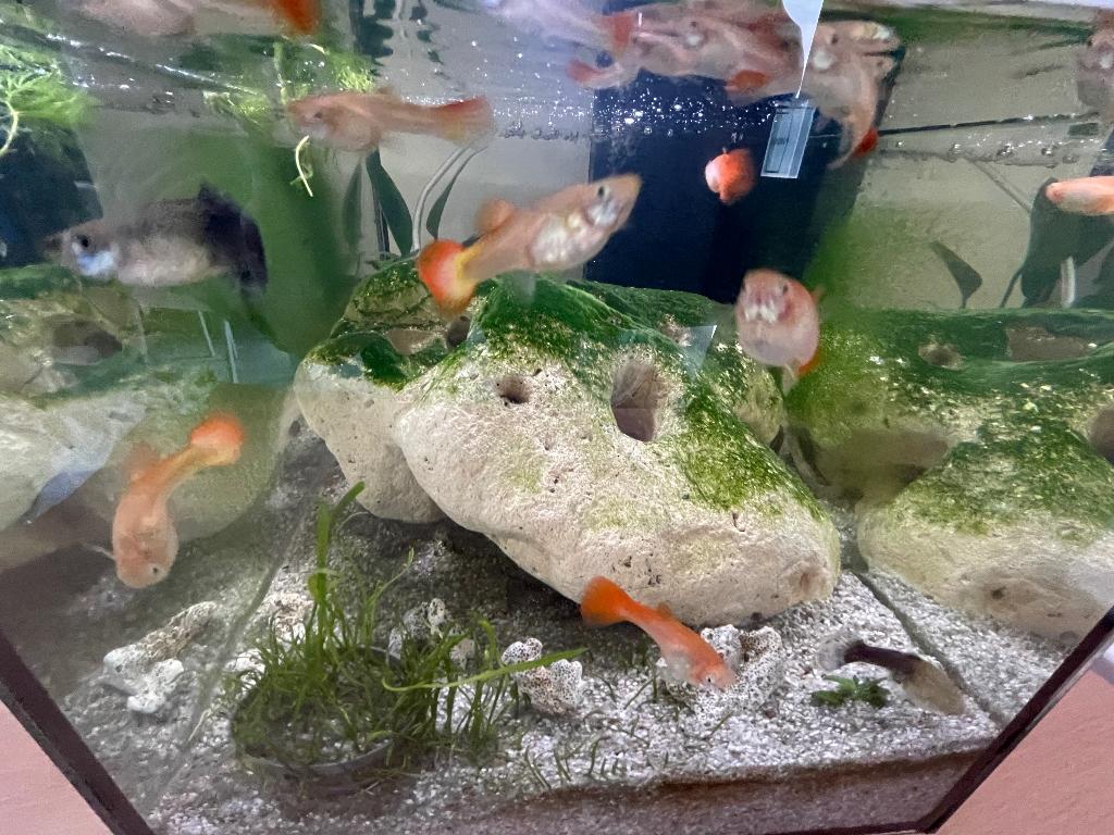 Guppy’s, Poisson, Poisson d'eau douce