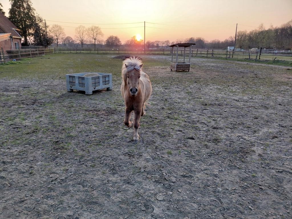 Verzorger/ruitertje gezocht mini pony