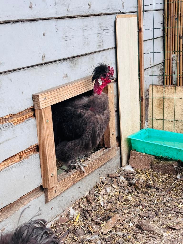 Zijdehoender kaalnek haan, Dieren en Toebehoren, Mannelijk, Kip
