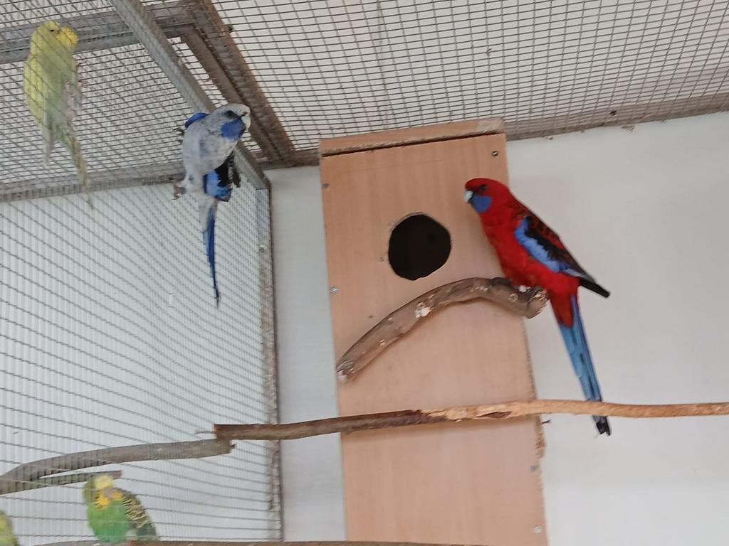 Kweekkoppel penanten