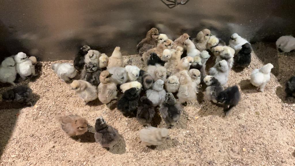 USA zijdehoen kuikens, Dieren en Toebehoren, Geslacht onbekend, Kip