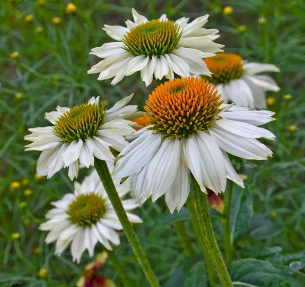 Echinacea White powwow, Ophalen, Zomer, Vaste plant, Volledige schaduw