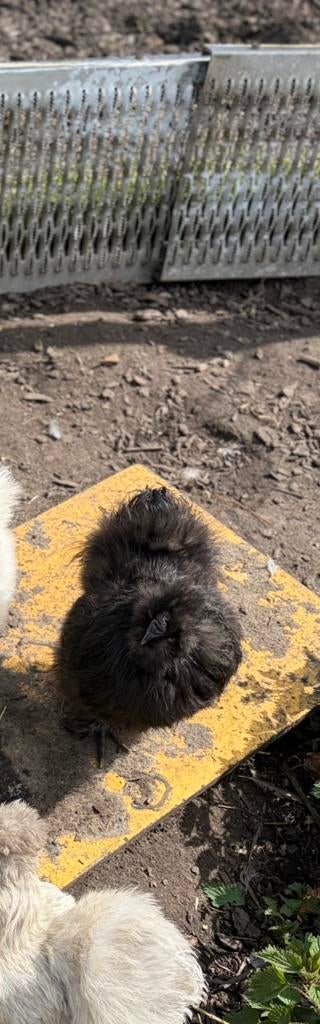 Zwarte zijdehoen haan, Dieren en Toebehoren, Mannelijk, Kip