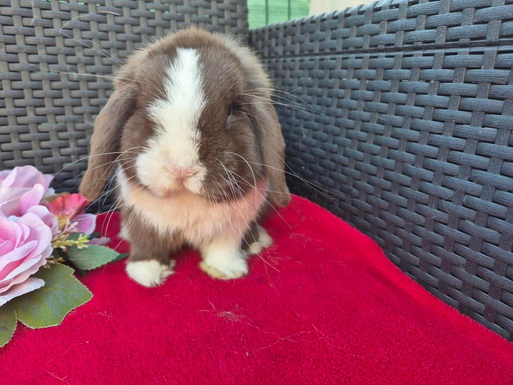 Super knappe choco split BO Minilop ram, Dieren en Toebehoren, Konijnen, Mannelijk, Dwerg, Hangoor, 0 tot 2 jaar